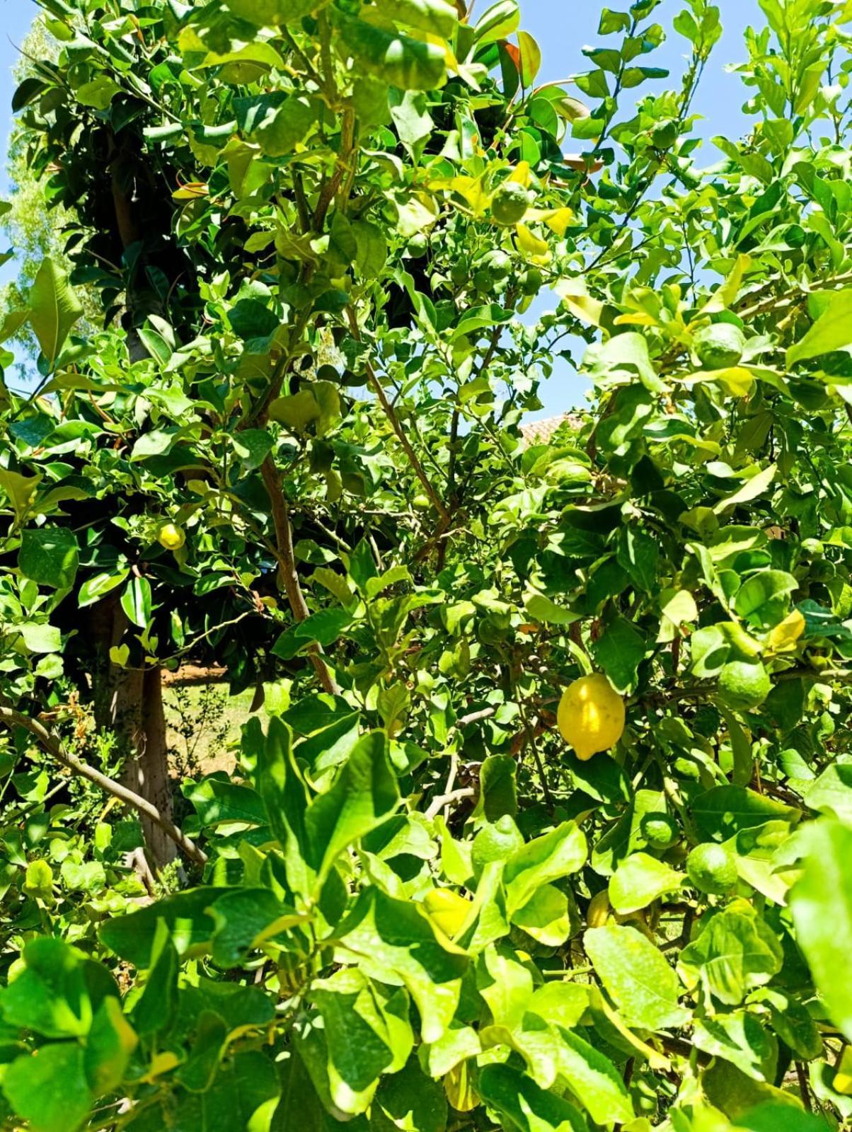 Garden House Mondello Palermo Βίλα Εξωτερικό φωτογραφία